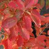 Autumn Brilliance Serviceberry #5 - Image 2